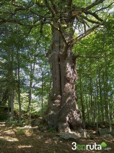 Roblón de Bustiello El Bosque de Peloño