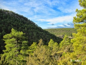 Vista de los pinares