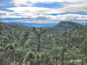 Los pinares se extienden hasta donde nos alcanza la vista