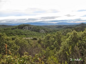 Los pinares se extienden hasta donde nos alcanza la vista