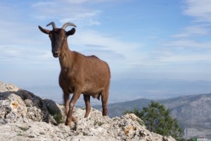 Cima del Montcabrer