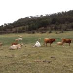 Vacas en el Camino del Monte Salador