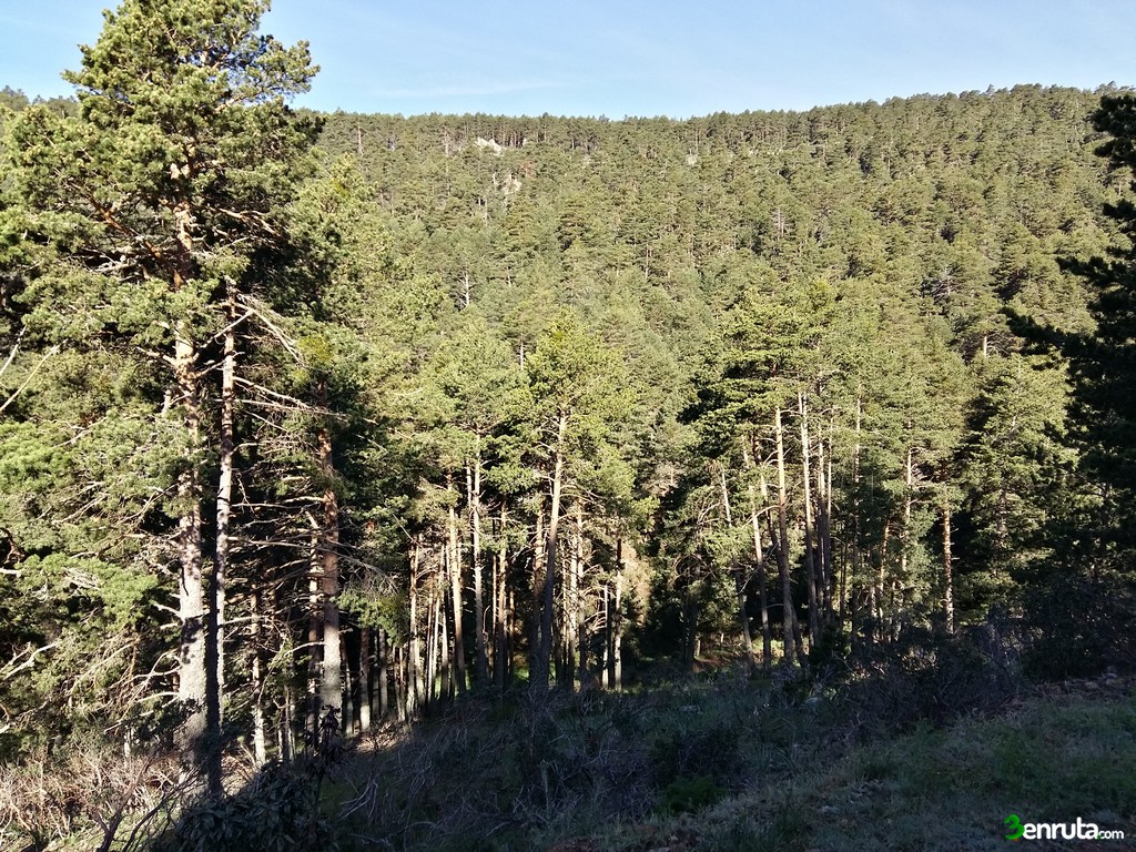 El bosque de pino en esta zona de Noguera es inmenso