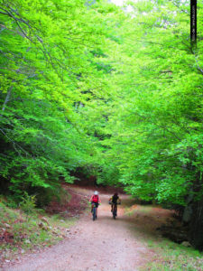 Entramos en el espectacular hayedo (Fageda del retaule)