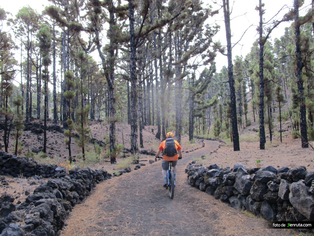 Tramo inicial de la ruta de los volcanes por la pista entre las pinadas