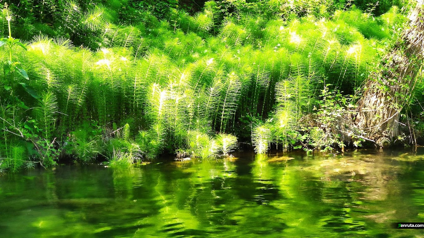 El agua y la vegetación dibujan escenas fantásticas