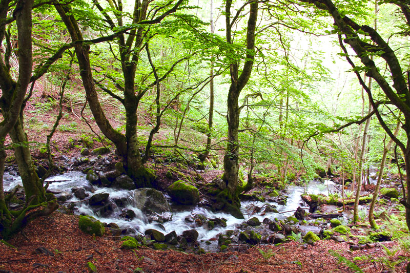 Bosque encantado de Carlac